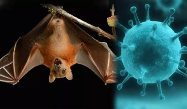 online-doctors-portal,health-news-articles,health-online-express,healthcare-india-news,medical-news-today-india